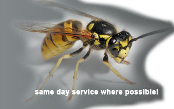 Nottingham Wasp Removal