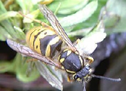 Wasp Nest Treatment Nottingham